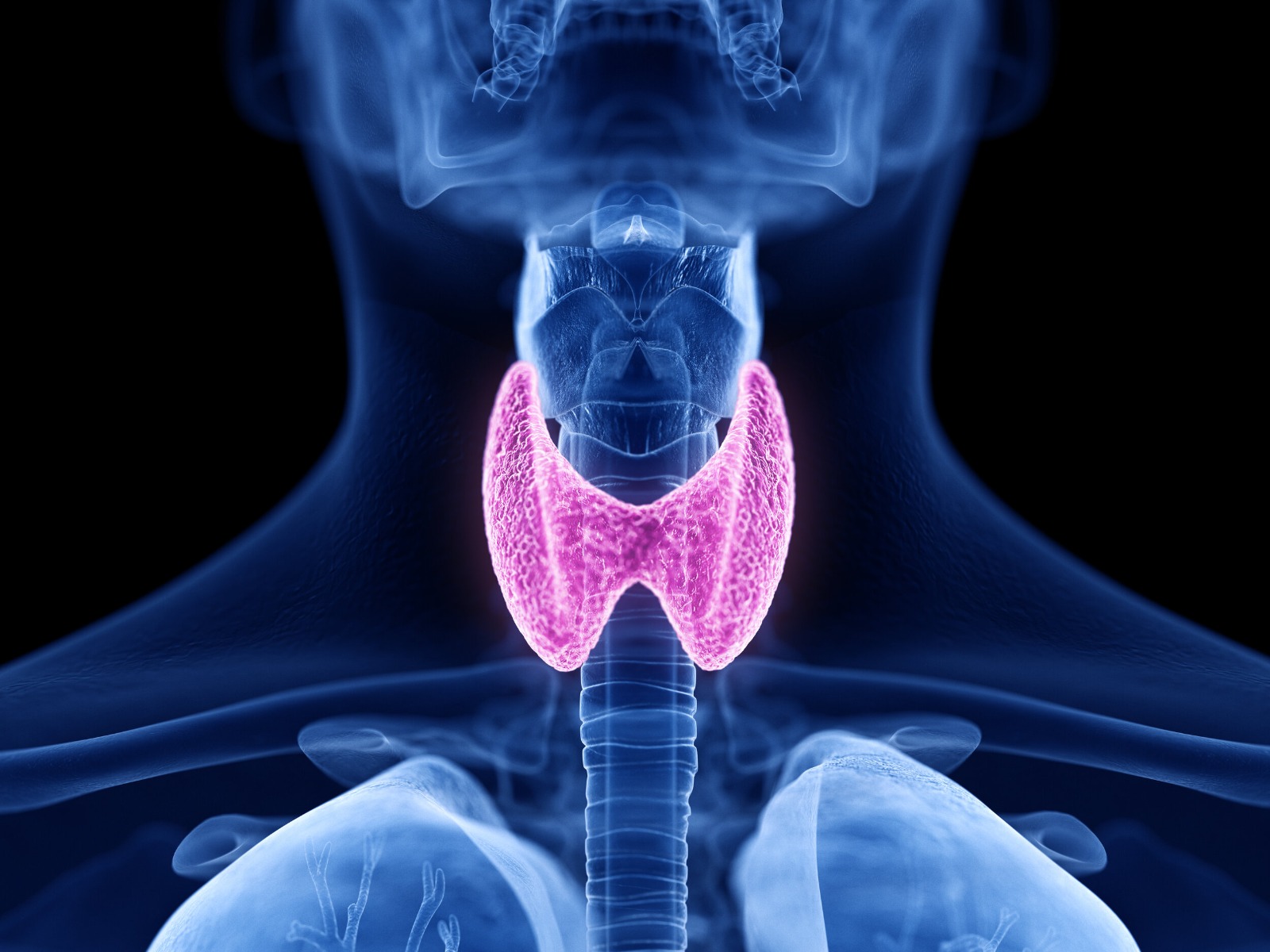 The Thyroid Gland, Thyroid Conditions, Thyroid Hormone Test Kits & Treatments Explained: A Beginner's Guide